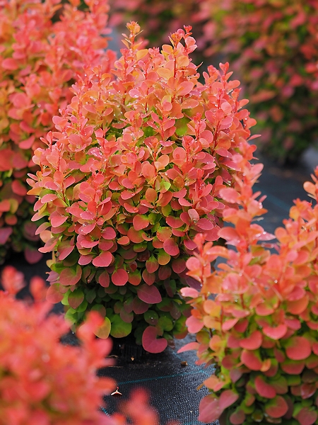 Berberis thunbergii 'Florence' ®